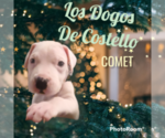 Puppy 5 Dogo Argentino