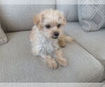 Small #1 Cairn Terrier