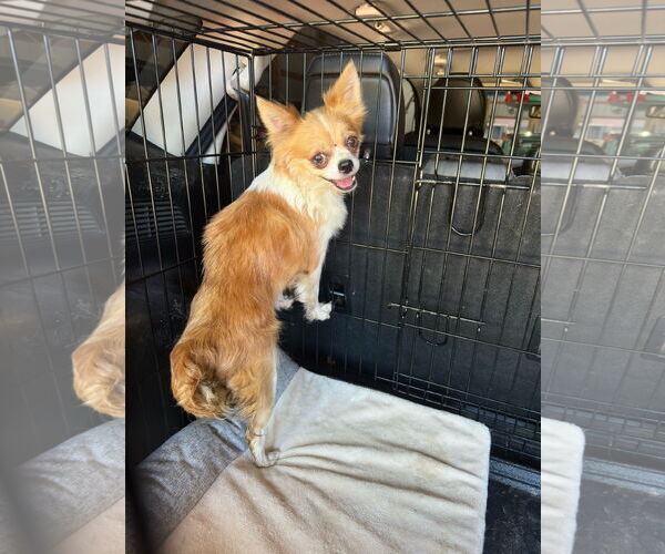 Medium Photo #2 Chihuahua-Unknown Mix Puppy For Sale in Princeton, MN, USA