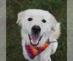 Small #1 Great Pyrenees Mix