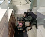 Small #6 Rottweiler