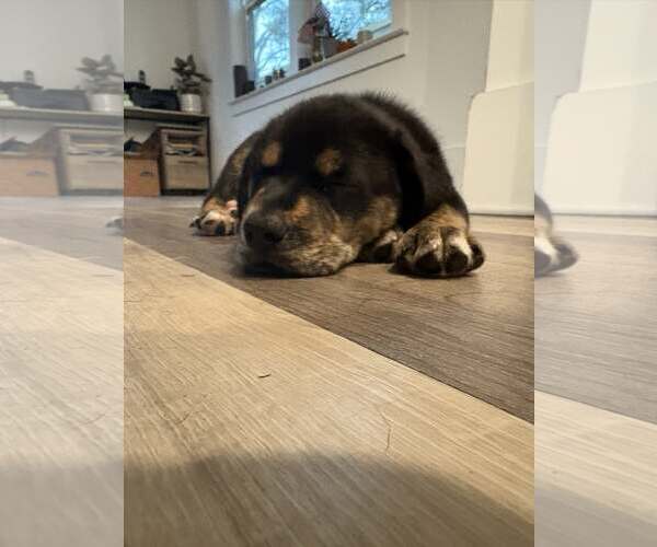 Medium Photo #2 Rottweiler-Unknown Mix Puppy For Sale in Mount Pleasant, SC, USA