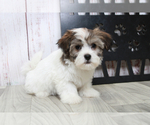 Small Photo #3 Havanese Puppy For Sale in MARIETTA, GA, USA