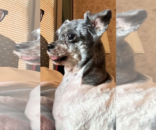 Medium Photo #6 Shih Tzu-Unknown Mix Puppy For Sale in Hedgesville, WV, USA