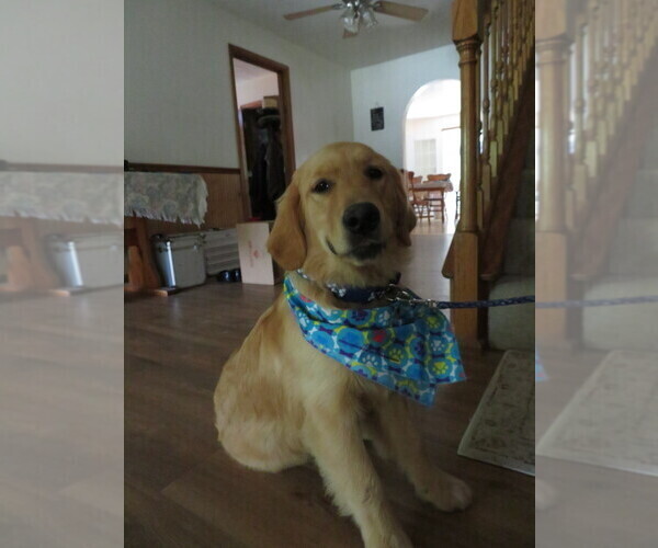 Medium Photo #8 Golden Retriever Puppy For Sale in MECHANICSVILLE, MD, USA
