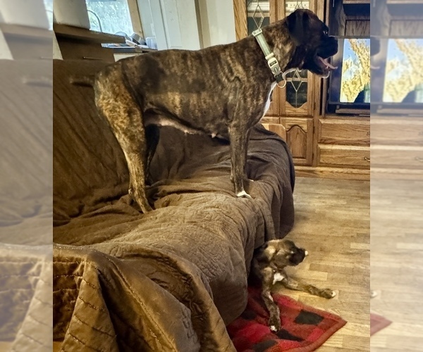 Medium Photo #6 Boxer Puppy For Sale in LANSING, MI, USA