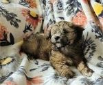 Small Photo #3 Havanese Puppy For Sale in ALBION, PA, USA