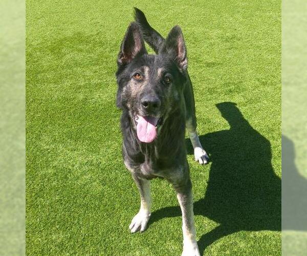 Medium Photo #3 German Shepherd Dog Puppy For Sale in Camarillo, CA, USA