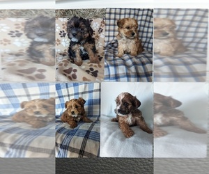 YorkiePoo Litter for sale in DUNNVILLE, KY, USA
