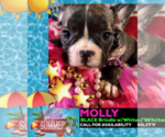 Small Photo #1 French Bulldog Puppy For Sale in HEATHROW, FL, USA
