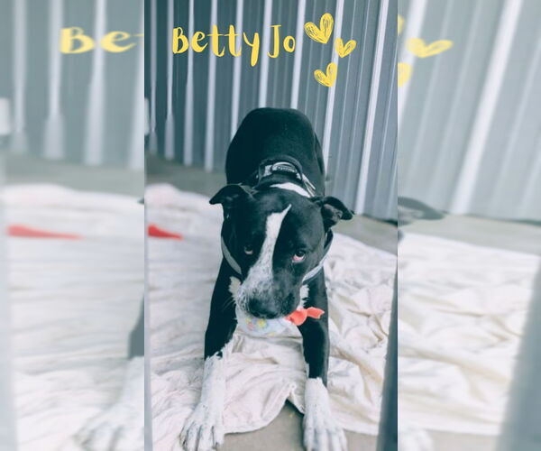 Medium Photo #6 Mutt Puppy For Sale in Monte Vista, CO, USA