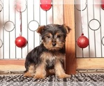 Small #1 Yorkshire Terrier