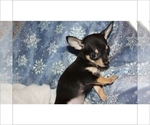 Small #9 Chihuahua