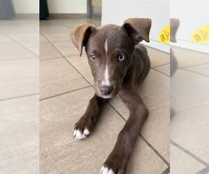 Australian Kelpie-Unknown Mix Dogs for adoption in Lee's Summit, MO, USA