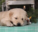 Small Photo #10 Golden Retriever Puppy For Sale in JONES, MI, USA