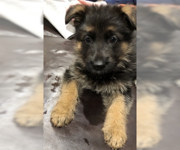 Medium Photo #1 German Shepherd Dog Puppy For Sale in CARTERSVILLE, GA, USA