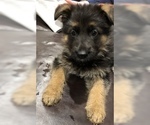 Small Photo #1 German Shepherd Dog Puppy For Sale in CARTERSVILLE, GA, USA