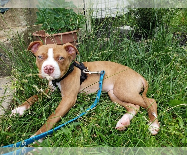Medium Photo #1 American Pit Bull Terrier Puppy For Sale in MANASSAS, VA, USA
