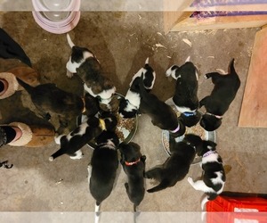 Labrador Retriever-Saint Bernard Mix Puppy for sale in LITTLE FALLS, MN, USA