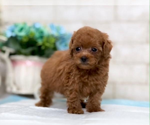 Medium Photo #3 Poodle (Miniature) Puppy For Sale in LOS ANGELES, CA, USA