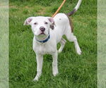 Small #4 American Staffordshire Terrier-Boxer Mix