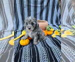 Small #1 Poodle (Miniature)