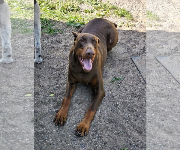 Medium Photo #8 Doberman Pinscher Puppy For Sale in Buffalo, MN, USA