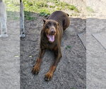 Small #7 Doberman Pinscher