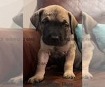 Puppy 4 Cane Corso