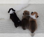 Small Photo #18 Pembroke Welsh Corgi Puppy For Sale in SOULSBYVILLE, CA, USA