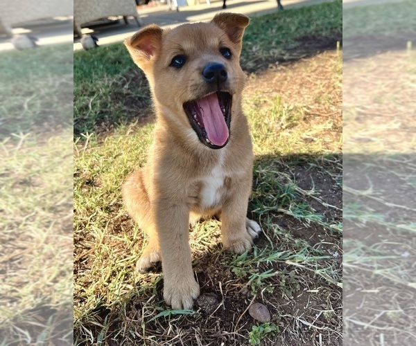Medium Photo #16 Australian Cattle Dog Puppy For Sale in RAMONA, CA, USA