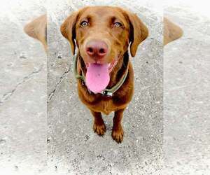 - Mix Dogs for adoption in Tampa, FL, USA