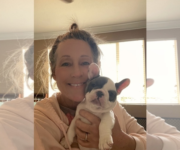 Medium Photo #7 French Bulldog Puppy For Sale in PERRIS, CA, USA