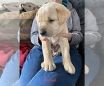 Small Photo #2 Labrador Retriever Puppy For Sale in APOSTLE ISLANDS NATIONAL LAK, WI, USA