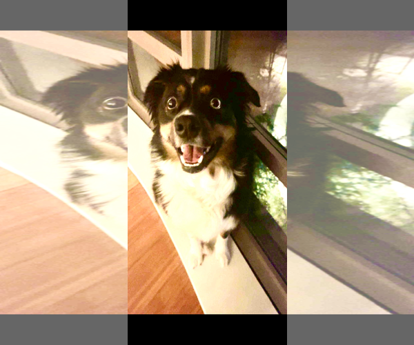 Medium Photo #6 Australian Shepherd Puppy For Sale in Tenafly, NJ, USA