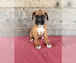 Litter of 9 - Male(s) and Female(s) BoxerLitter of Puppies for Sale - Photo #5