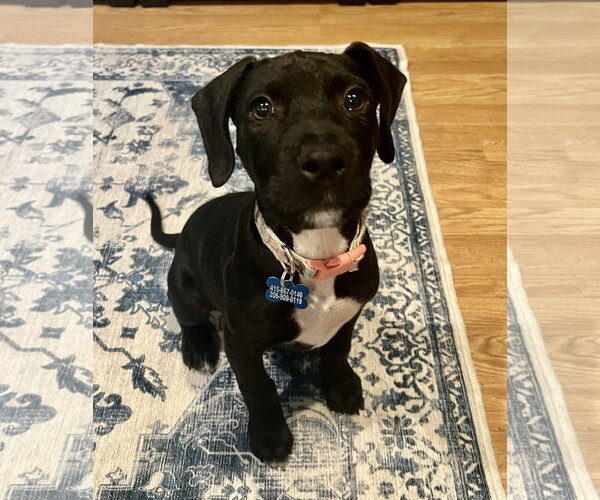 Medium Photo #1 Mutt Puppy For Sale in Bellevue, WA, USA