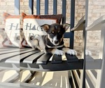 Small #1 Australian Cattle Dog-Border Collie Mix