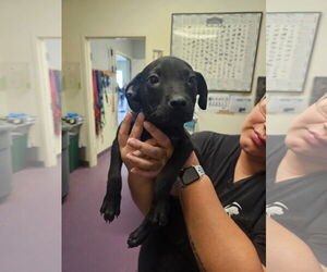 Labrador Retriever-Unknown Mix Dogs for adoption in San Diego, CA, USA