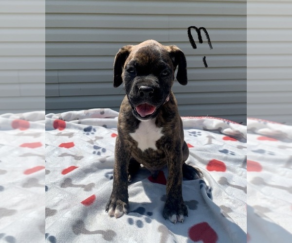 Medium Photo #2 Boxer Puppy For Sale in CROWN CITY, OH, USA