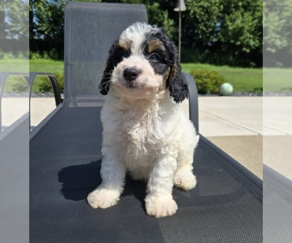 Medium Photo #4 Bernedoodle (Miniature) Puppy For Sale in FRANKLIN, IN, USA
