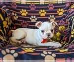 Small Photo #6 Boston Terrier Puppy For Sale in EPHRATA, PA, USA