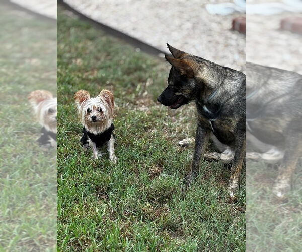 Medium Photo #3 Papillon-Unknown Mix Puppy For Sale in Dana Point, CA, USA