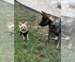 Small #2 Papillon Mix