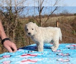Small Photo #12 Goldendoodle Puppy For Sale in UNION CITY, TN, USA
