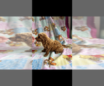 Small #1 Poodle (Toy)