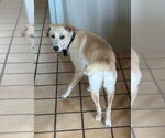 Small #3 Labrador Retriever Mix