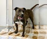 Small #8 American Pit Bull Terrier