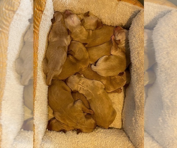 Medium Photo #16 Golden Retriever Puppy For Sale in SANFORD, NC, USA
