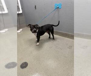 Mutt Dogs for adoption in Las Vegas, NV, USA